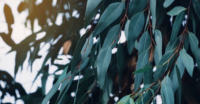 Dye-VL Photo Rejuvenation